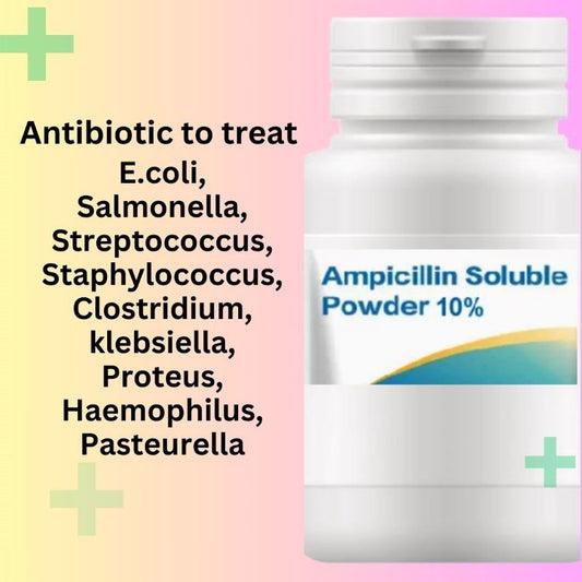 Antibiotique ampicilline utilisé pour traiter les infections bactériennes chez les pigeons 50 oiseaux