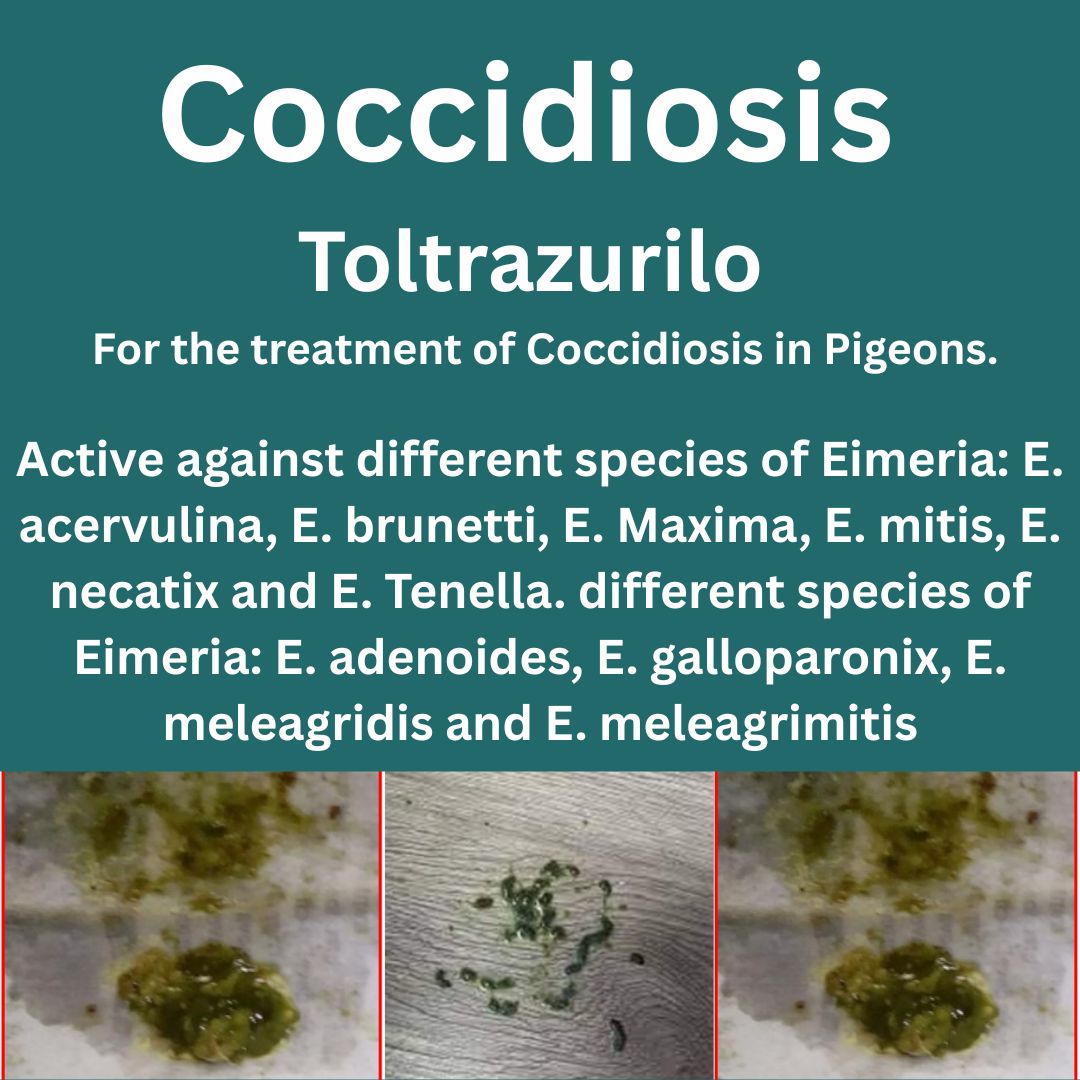 Coccidiosis Toltrazurilo to treat 50 Birds (100ml)