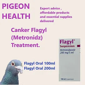 Behandlung von Canker Flagi (Metronidz)