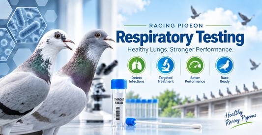 Respiratory Health and Race Performance