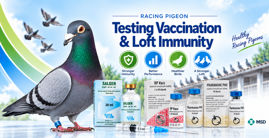 Racing Pigeon Testing Vaccination & Loft Immunity