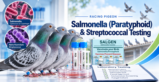 Alpha Haemolytic Streptococcus in Racing Pigeons