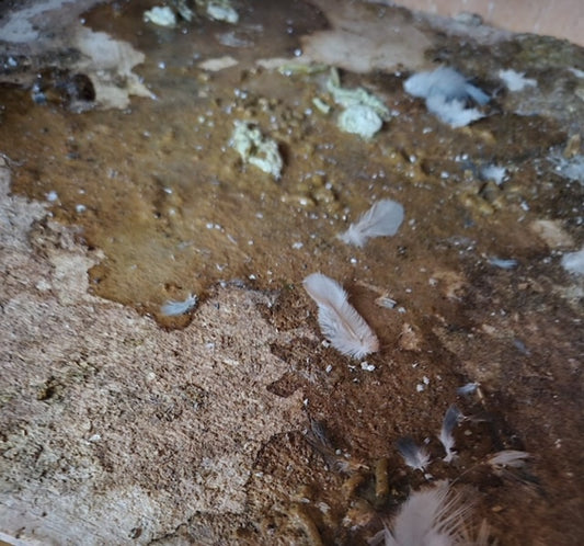 Pigeon droppings as an early indicator of health problems in birds.