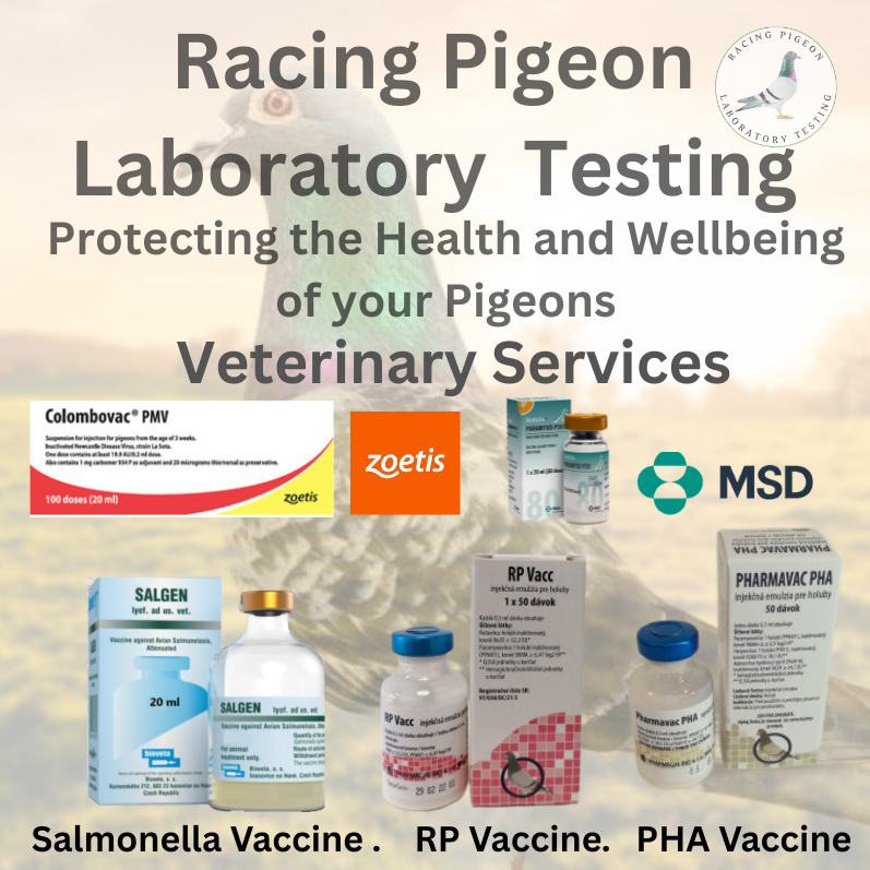 Pigeon Vaccination Program – Veterinary / Immunology Advice