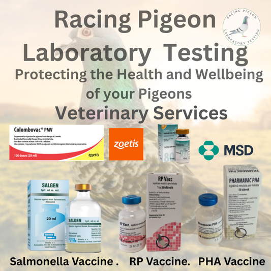 Pigeon Vaccination Program – Veterinary / Immunology Advice