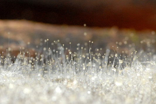 Feeding pigeons high-quality grain associated with fungal contamination