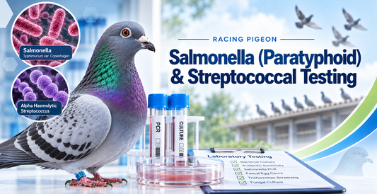 Alpha Haemolytic Streptococcus in Racing Pigeons