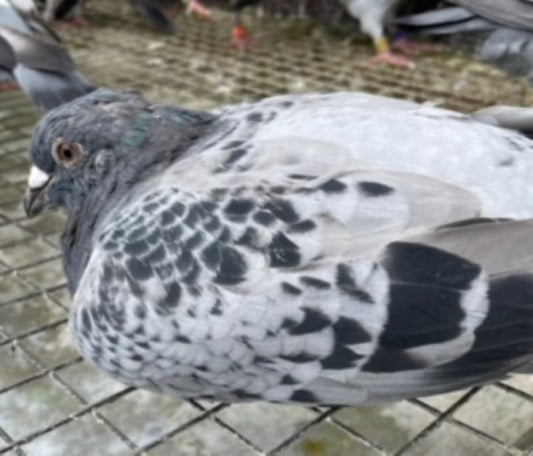 Isolate sick racing pigeons , by Racing Pigeon Laboratory Testing.com