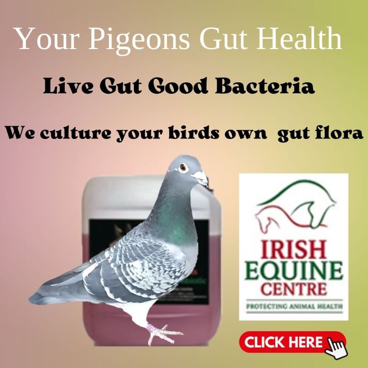 Pigeon Live Gut Flora Bacteria