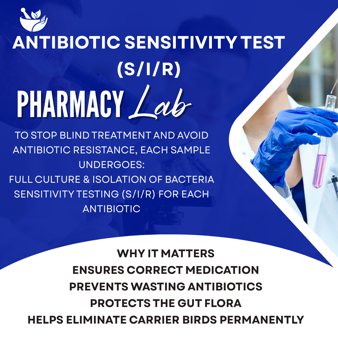 Antibiotika-Empfindlichkeitstest für Brieftauben, auch bekannt als Bakterienkultur- und Empfindlichkeitstest 