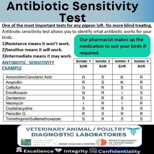 Racing pigeon Antibiotic sensitivity Test also known as a bacterial culture and sensitivity Test