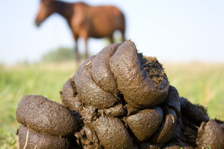 Equine Laboratory Testing