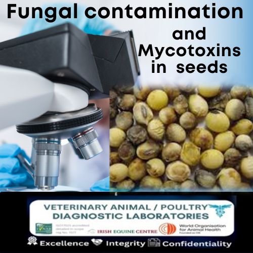 Fungal and Mycotoxins in pigeon seeds