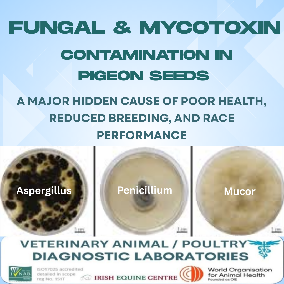 Pilz- und Mykotoxine in Taubensamen
