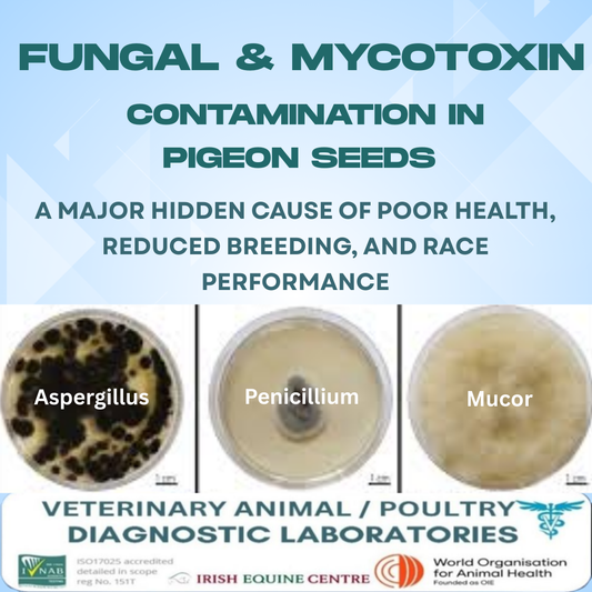 Pilz- und Mykotoxine in Taubensamen