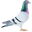 Racing Pigeon Laboratory Testing logo