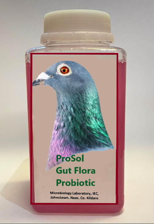 Gut Flora live healthy bacteria probiotic solution specific to your pigeons