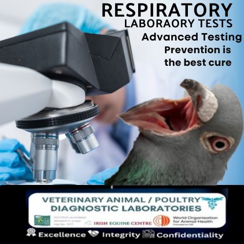 Respiratory Chronic respiratory by Racing Pigeon Laboratory Testing.com