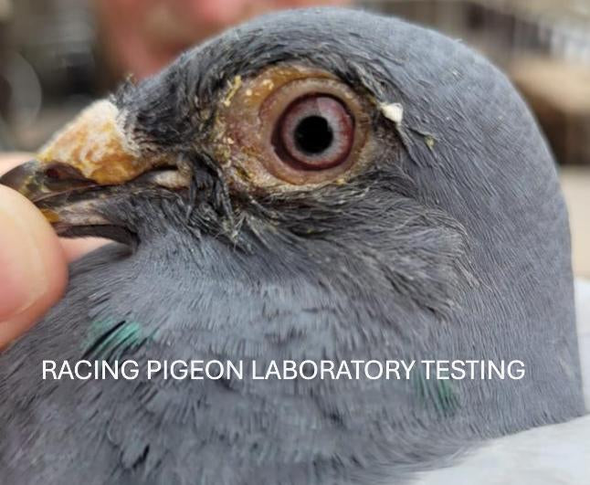Atemwege Chronische Atemwege von Racing Pigeon Laboratory Testing.com