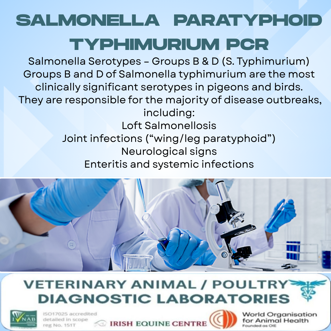 Test Salmonella-Paratyphoïde Typhimurium, par Racing Pigeon Laboratory Testing.com