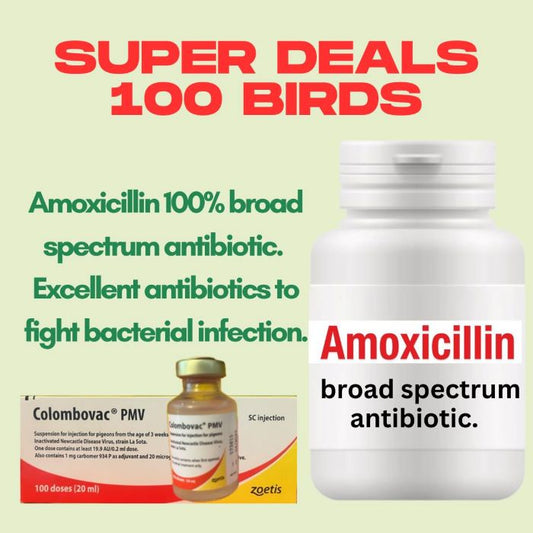 Super Deal 100 Oiseaux