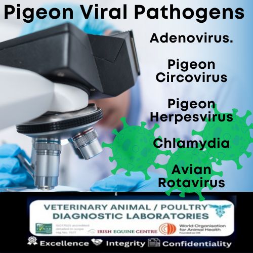 PCR Pigeon Test for Viral Pathogens . Virus